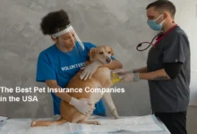 Understanding Pet Insurance: Key Financial Considerations for Pet Owners