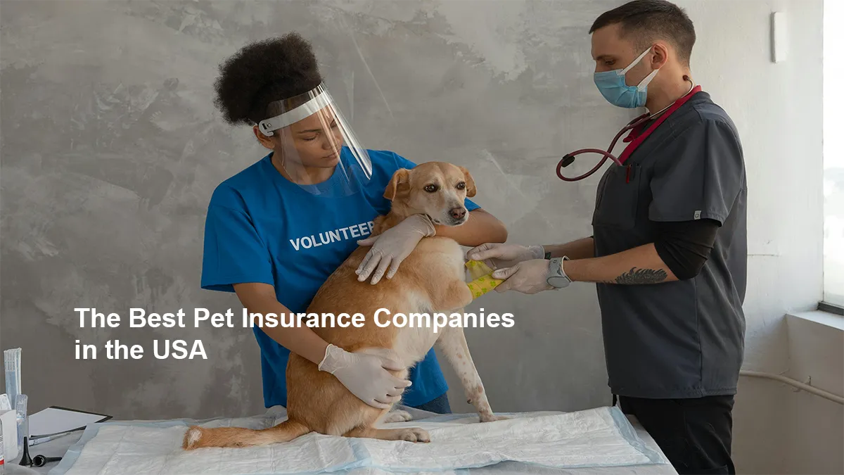 Understanding Pet Insurance: Key Financial Considerations for Pet Owners